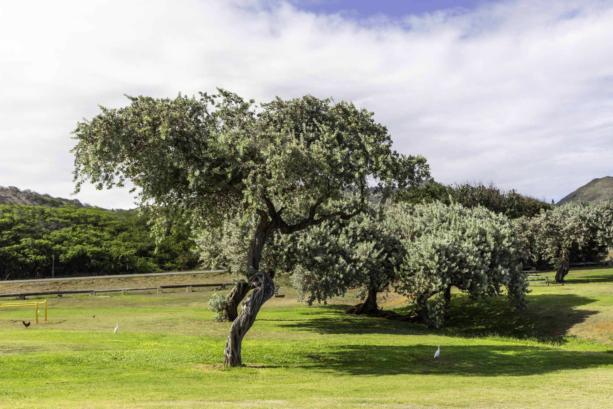 하와이 올리브나무