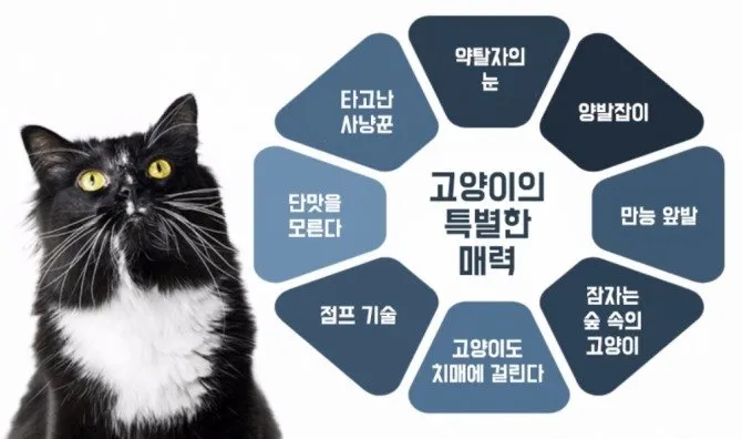 작은고양이 쪼꼬미 냥이 매력 탐구 귀여움 분석_5