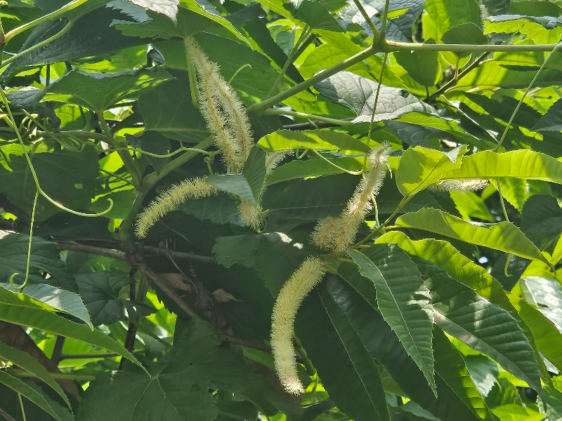 밤나무 꽃2