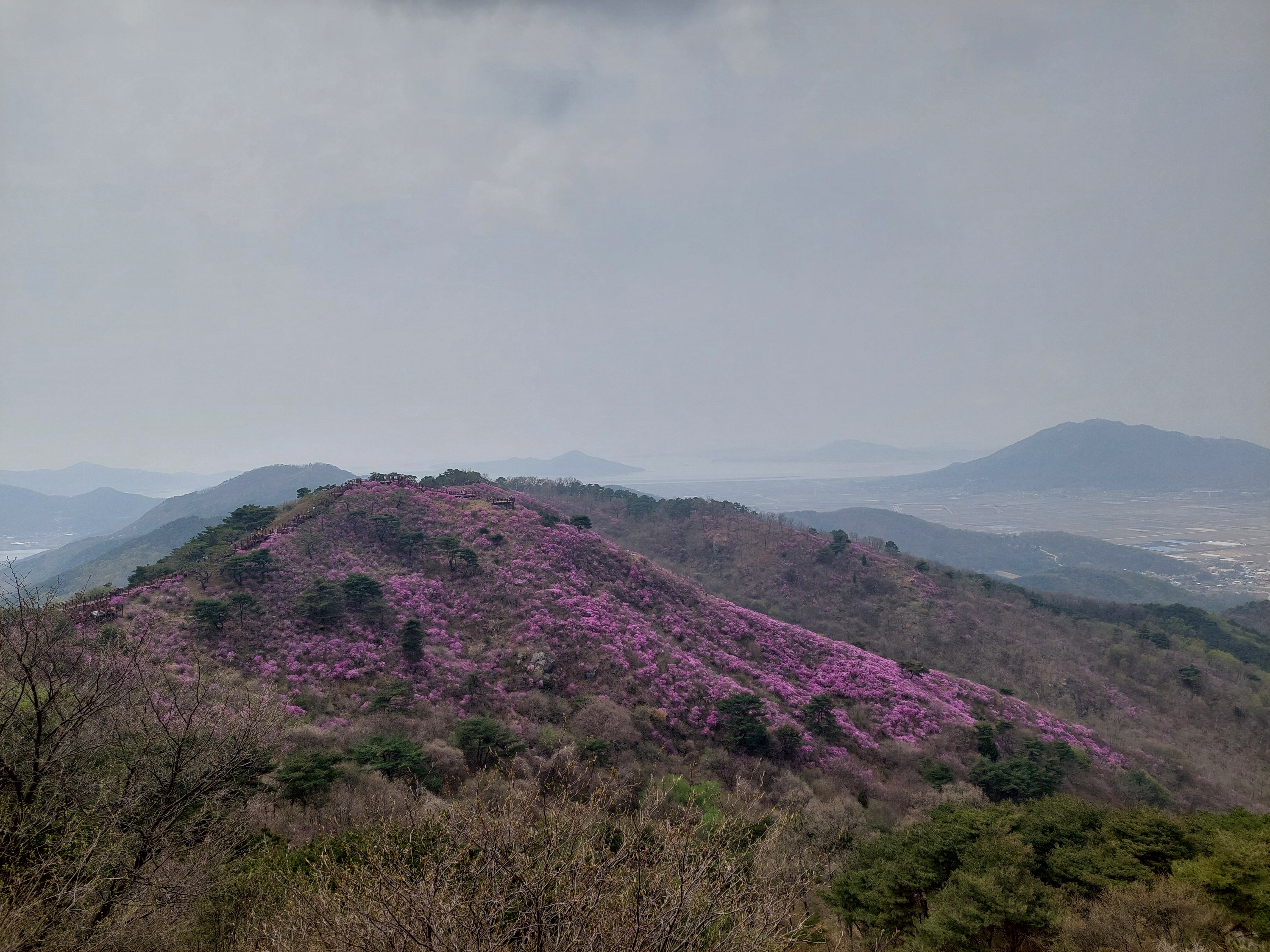강화 고려산 진달래 축제