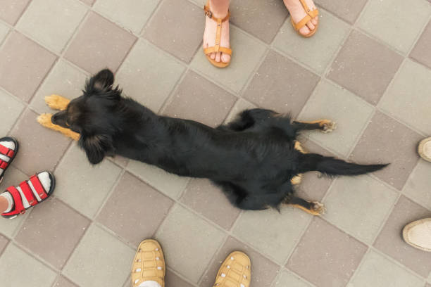 산책 습관이 부족한 강아지