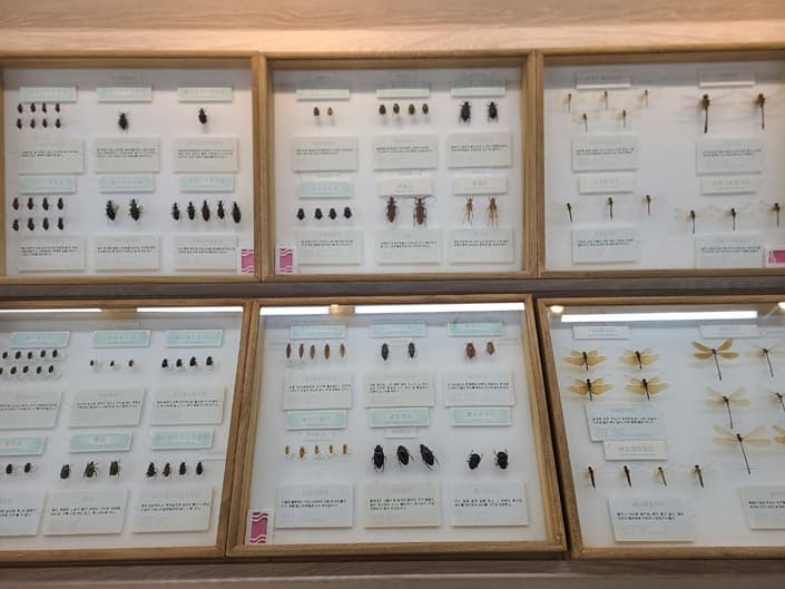 곤충 표본