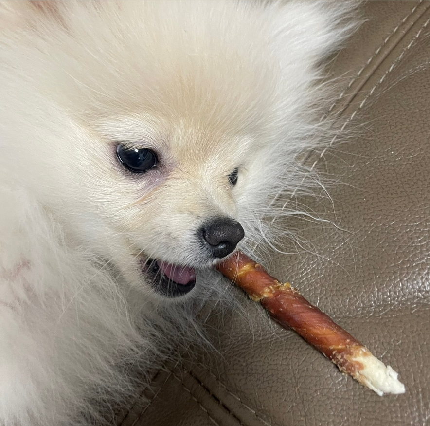 포메라니안 털 빠짐 시기&amp;#44; 관리법