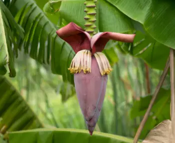 바나나 효능 및 영양소, 부작용
