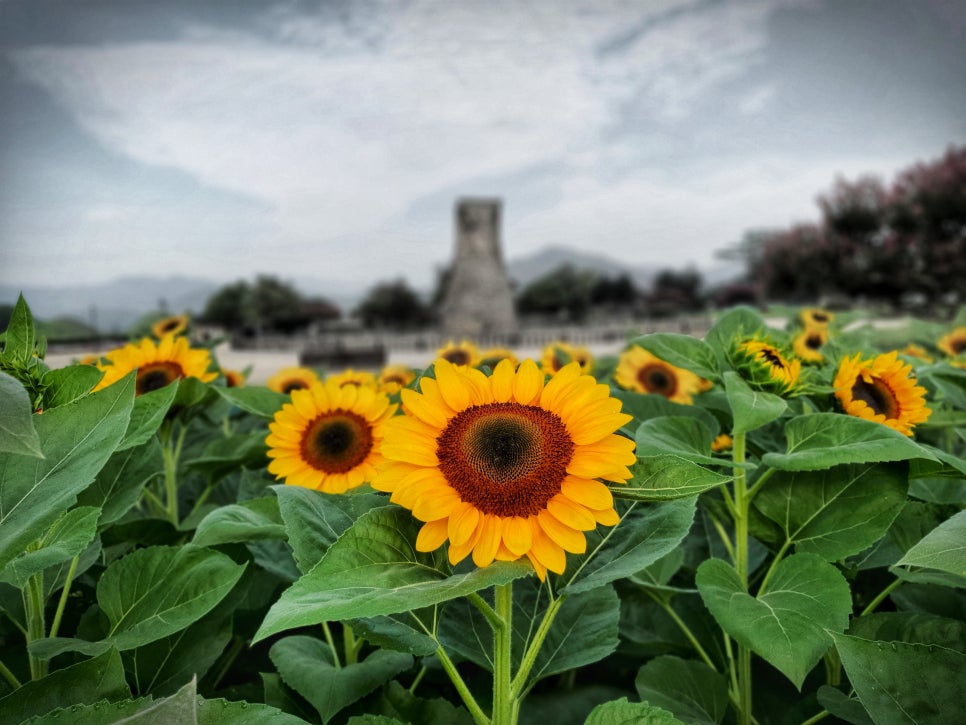 첨성대 해바라기 군락지