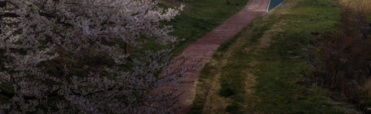 벚꽃 터널이 아름다운 서산 해미천 물길 산책로