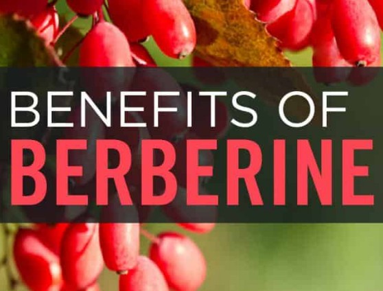 베르베린 효능 및 복용법 권장량, 베르베린 과다복용 부작용