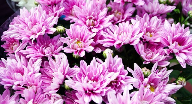 양산 예술제 행사기간 장소 행사일정 주차 안내