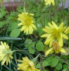 씀바귀 효능과 부작용 먹는법 고르는법