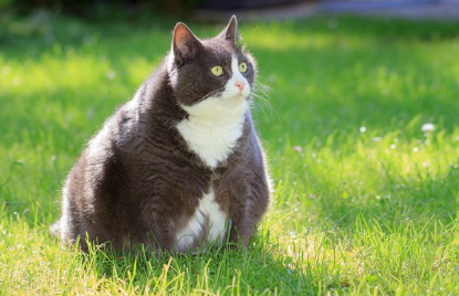 비만한 고양이.