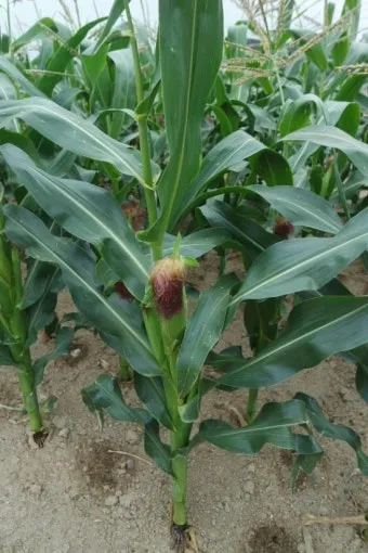 옥수수 키우는 법 품종 파종 수분수 당도 올리는 비결_20