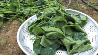 호박잎-수확-다듬기-효능-효과