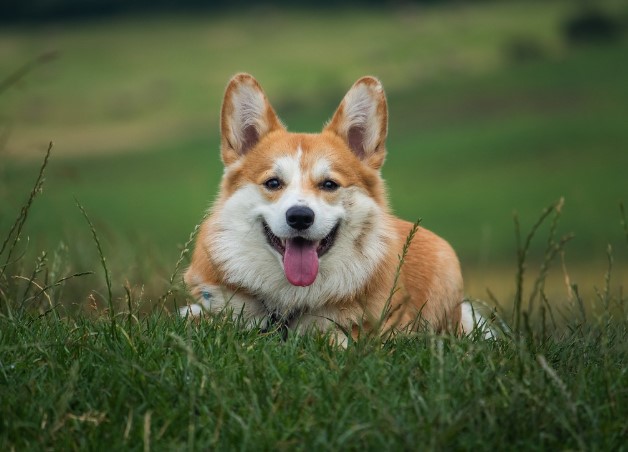 웰시 코기