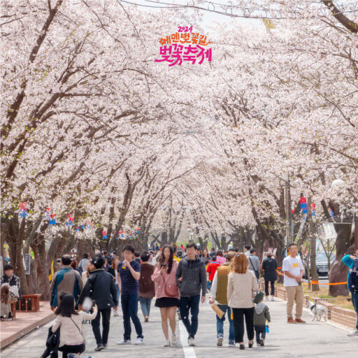 벚꽃 축제