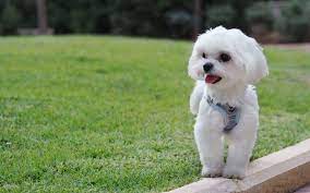 구글 말티즈 이미지 말티즈사진