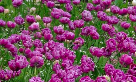Blue Diamond Tulip