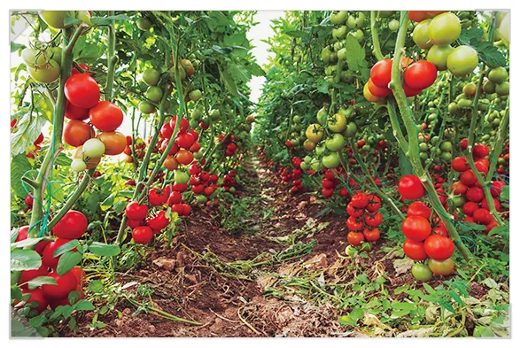 토마토 재배 지지대 설치 적심 유인 관리_5