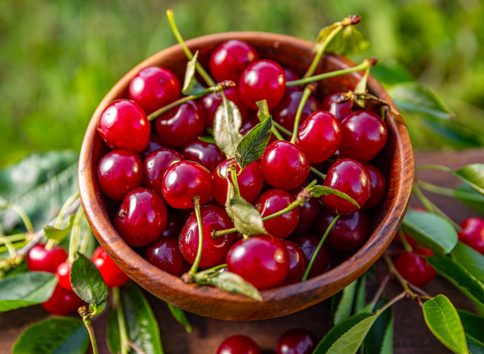타트 체리, 불면증 개선 천연 성분