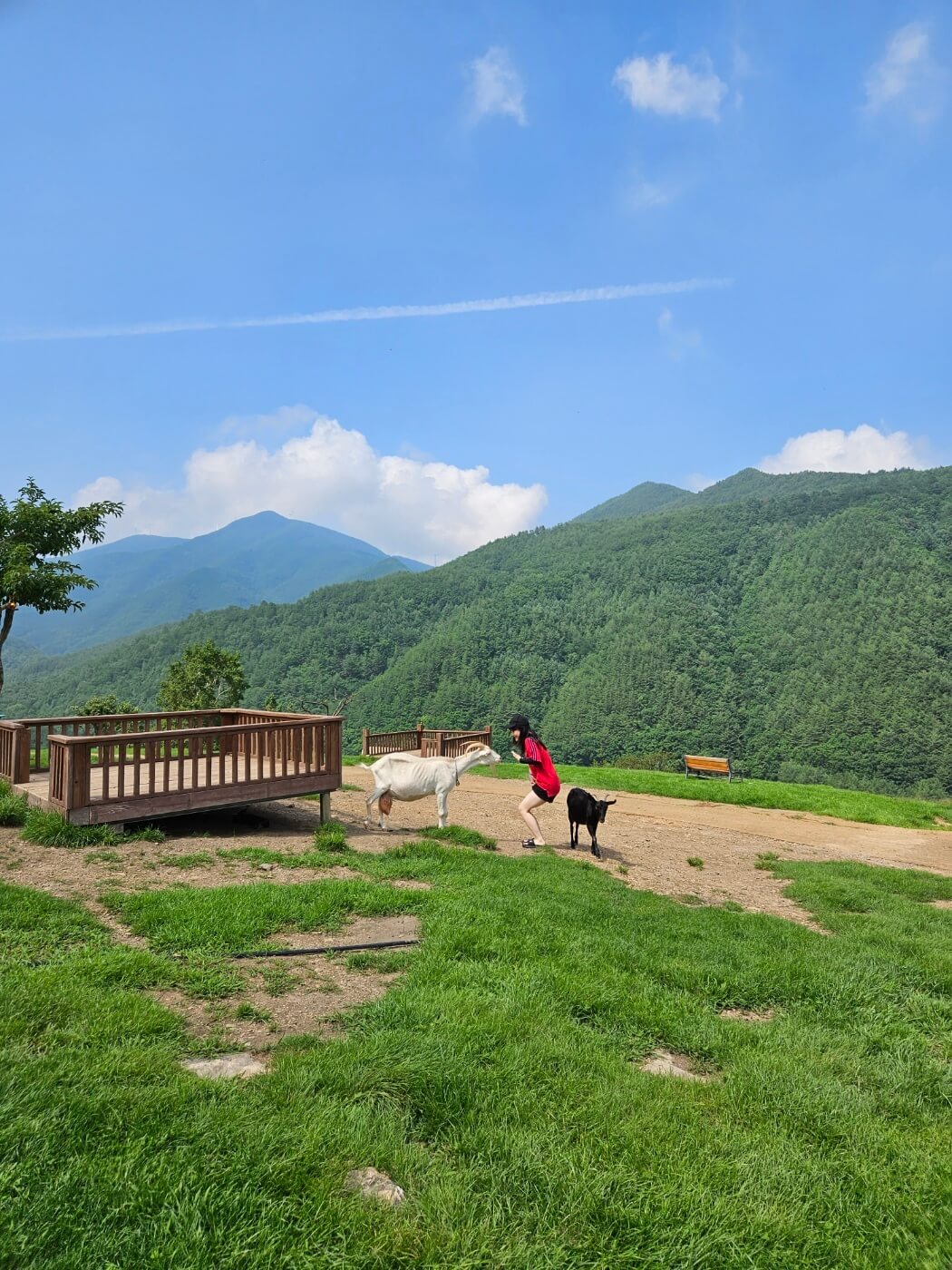 사람을 좋아하는 산양