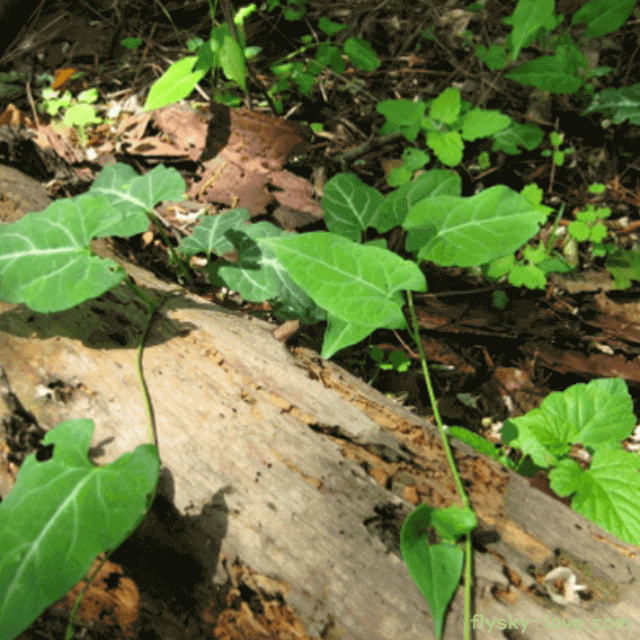 흰 머리를 검게 하는 적하수오