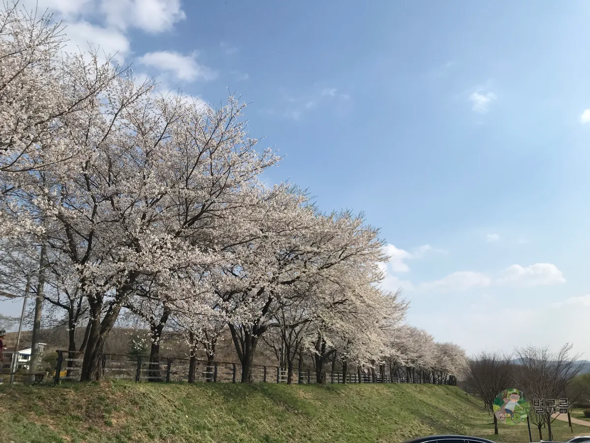 갈산공원-벚꽃-풍경-3