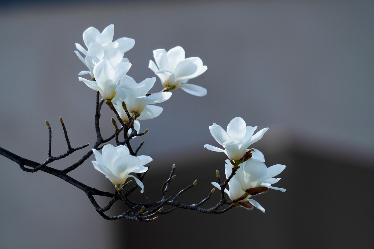 목련꽃 사진