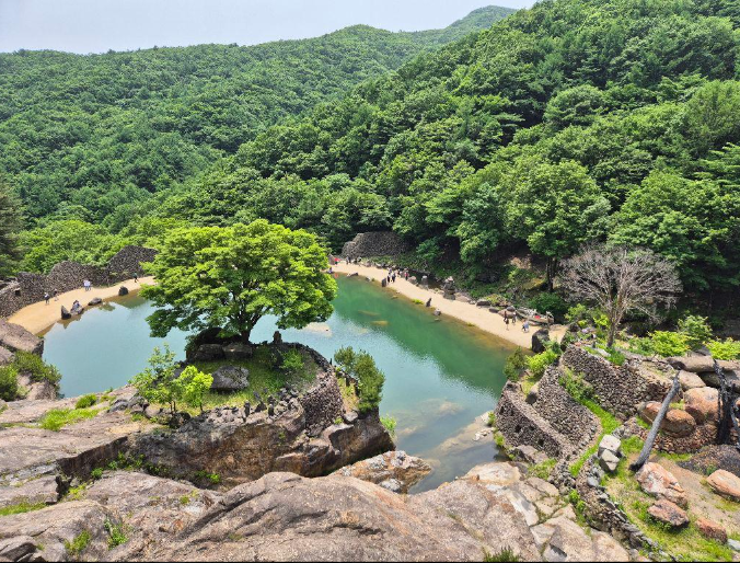 하동 벚꽃 개화상황