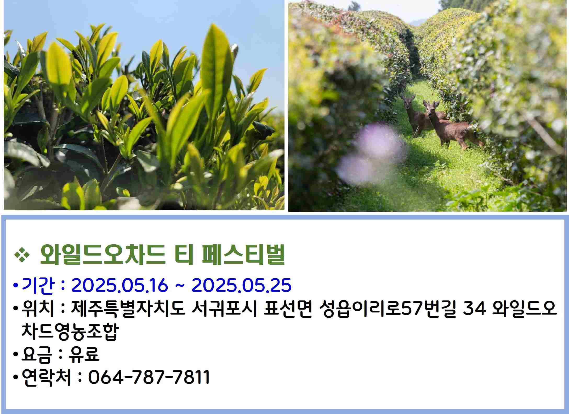 와일드오차드 티 페스티벌