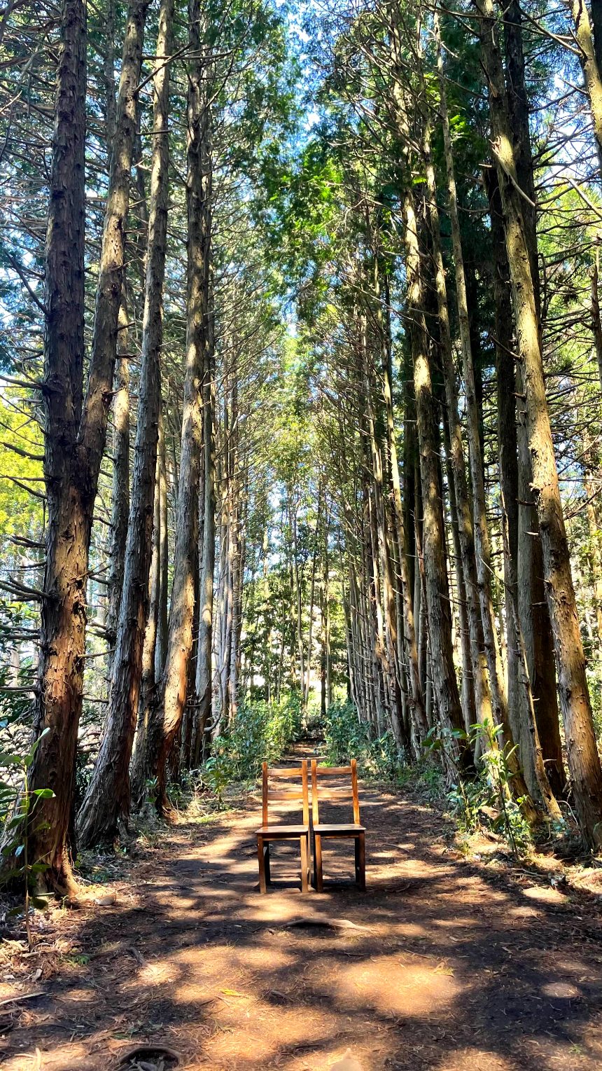비밀의 숲 사진명소