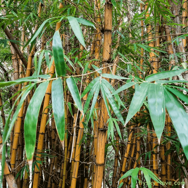 당뇨에 좋은 대나무잎
