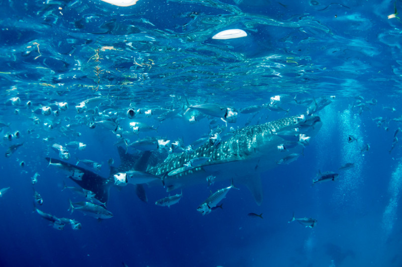 가이유칸수족관의 고래상어