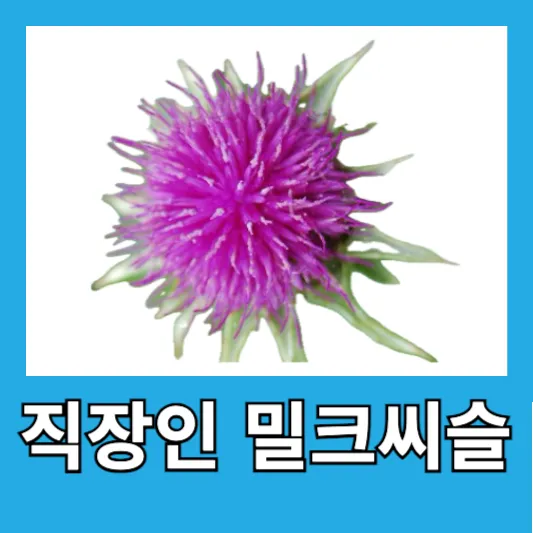 "직장인 간 영양제 밀크씨슬"