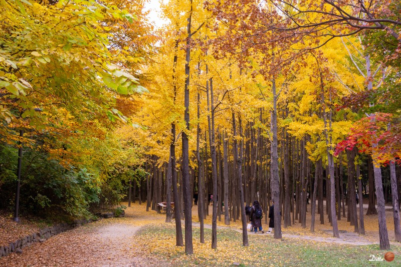 성동구 은행나무길, 살곶이길