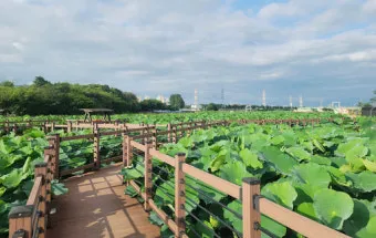 연근 재배 연못 재배 물 수위 관리 비료 주기_11