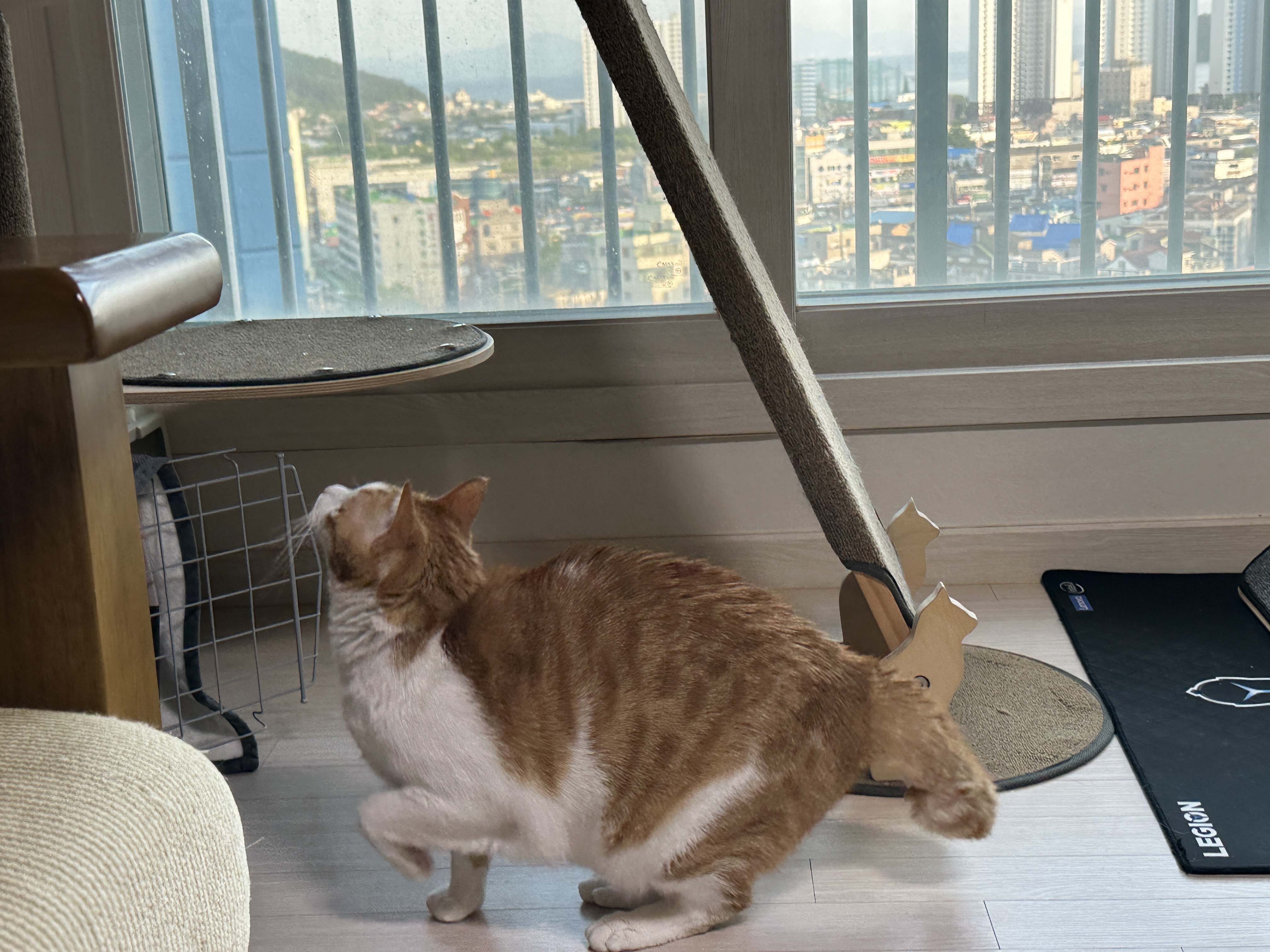 신나서 꼬리 부풀린 고양이와 그만하라는 고양이 (feat. 치즈냥이 막둥이와 젖소냥이 두리)