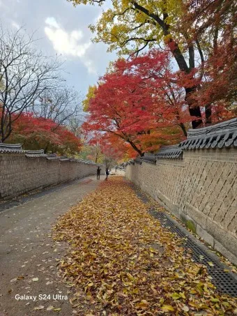 창덕궁 봄 꽃 개화 시기 근처 맛집 10선_14
