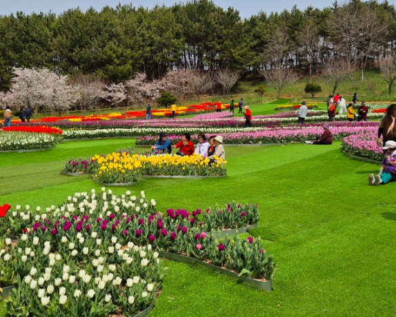 태안 튤립축제 기간 입장료 할인