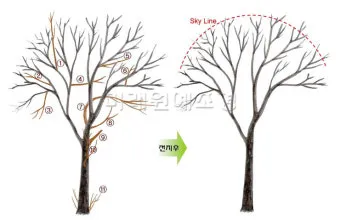 가지치기 요령 도구소독 새순유도 수형잡기 건강하게 키우기_3