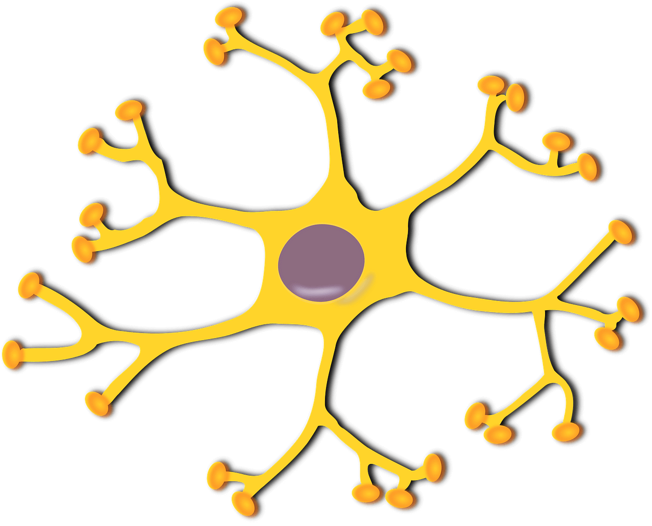 히스타민 수용체(H1~H4)의 구조와 기능적 차이를 분석하는 생리학 연구