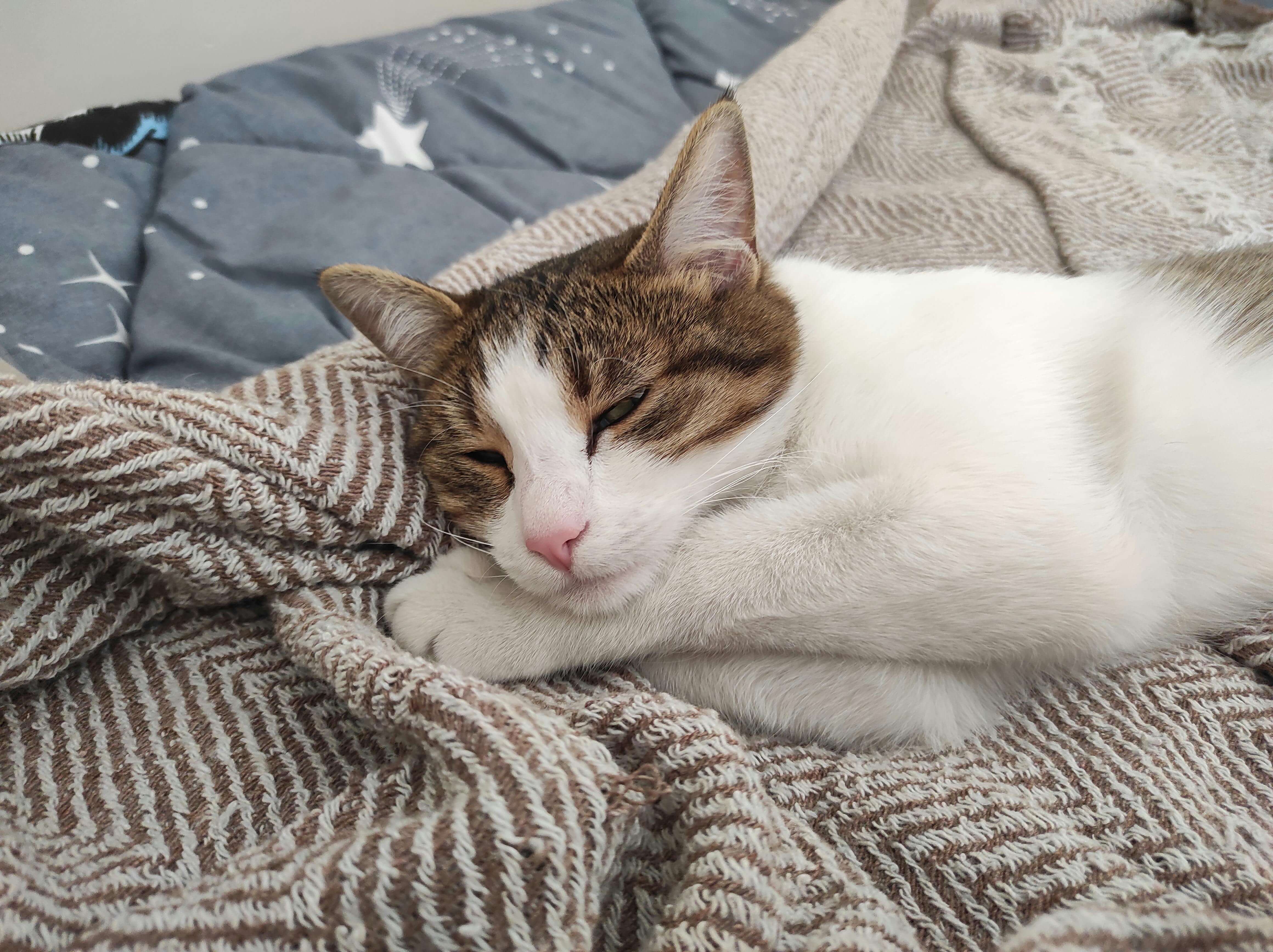 한국 야생 고양이 삵의 서식지 경계 행동 — 영역 유지의 법칙과 에너지 소비 모델