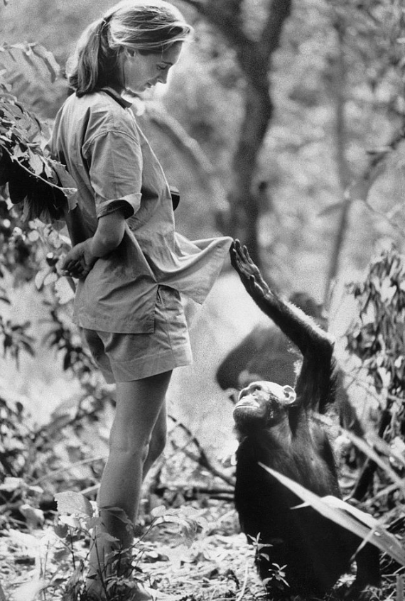 제인 구달(Jane Goodall)