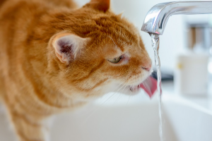 수도꼭지에서 물을 마시는 고양이