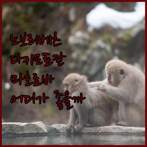 노보리베츠 온천 여행 숙소 추천 다키..