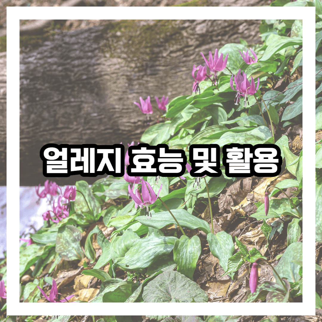 얼레지 꽃 사진