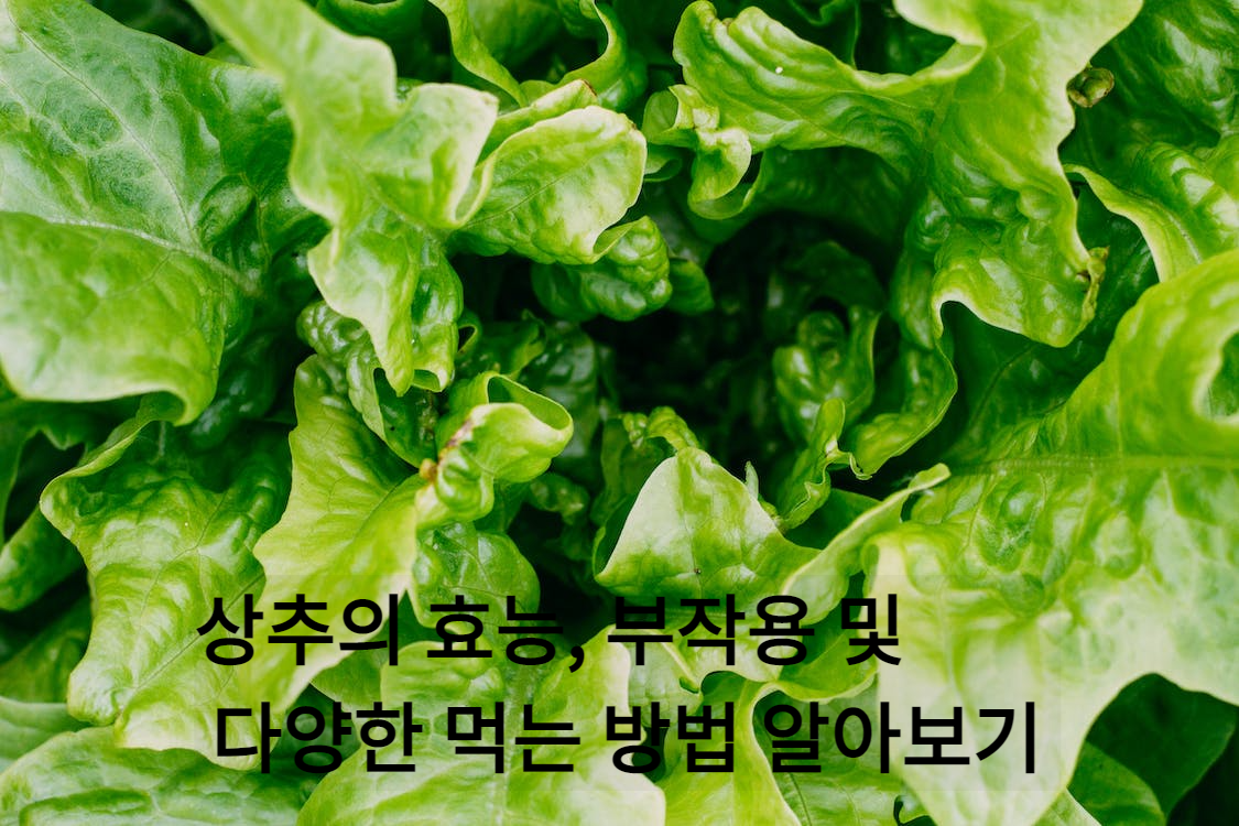 상추의 효능, 부작용 및 다양한 먹는 방법 알아보기