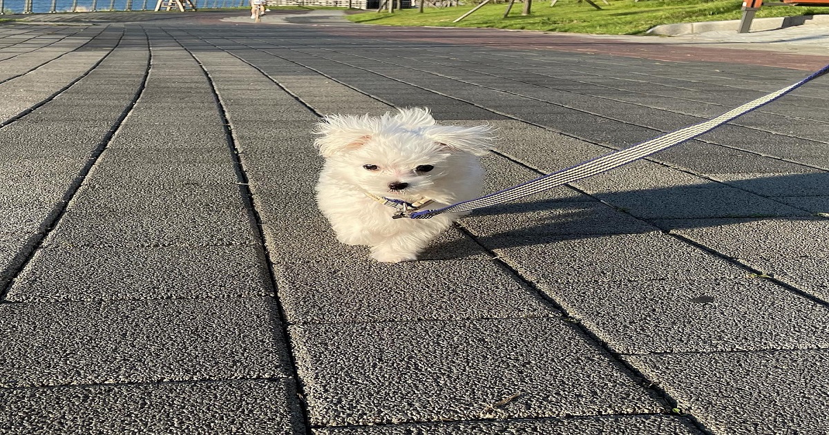 신부전-증상을-앓고-있는-강아지