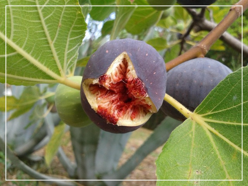 무화과1
