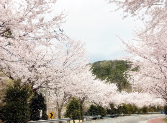 진해 해안도로 벗꽃길 벗꽃터널