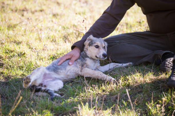 슬개골 탈구 증상과 단계