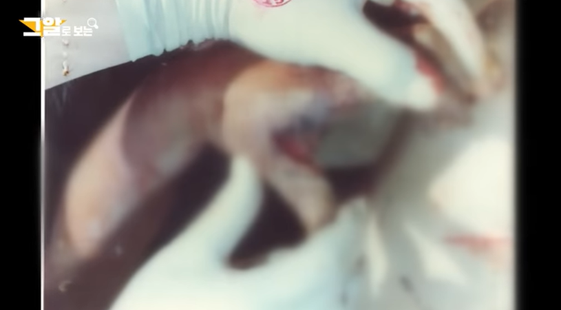 허일병 사망 사건 국방부 발표